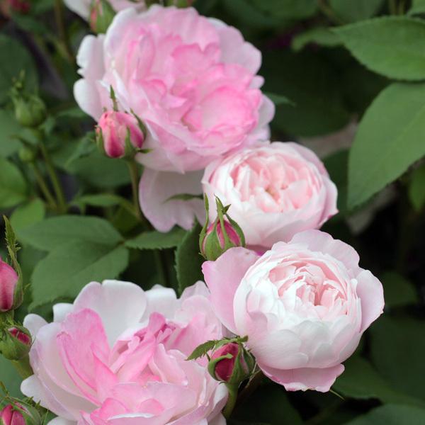 バラ苗 予約新苗 2026 マダム ピエール オジェ Madame Pierre Oger