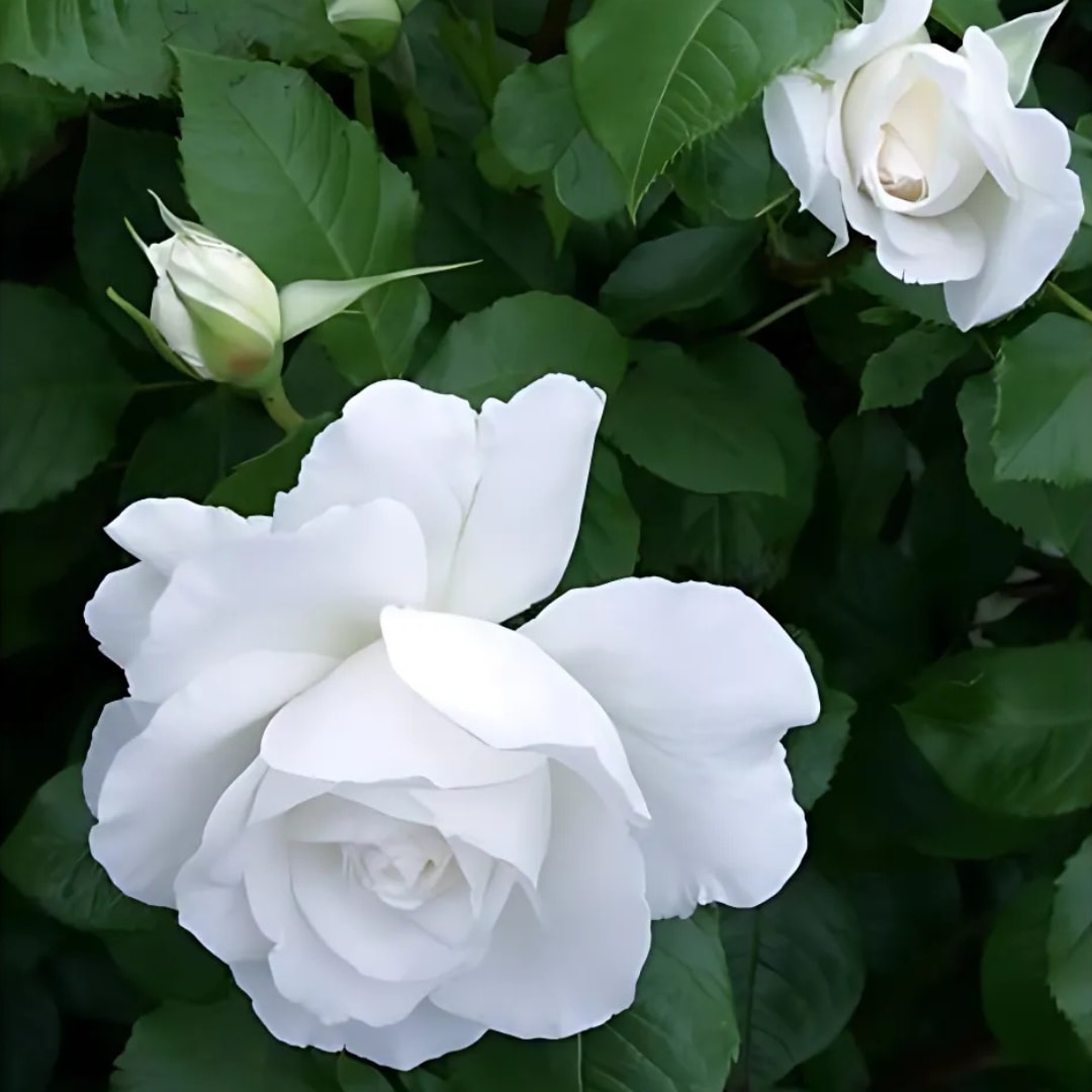 6_000000004561.jpg?1753341793