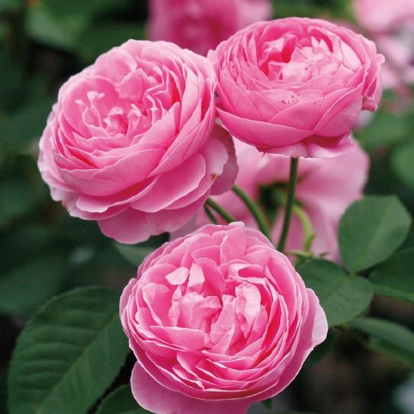 バラ苗 予約新苗 2026 ルイーズ オディエ Louise Odier 国産ノイバラ台