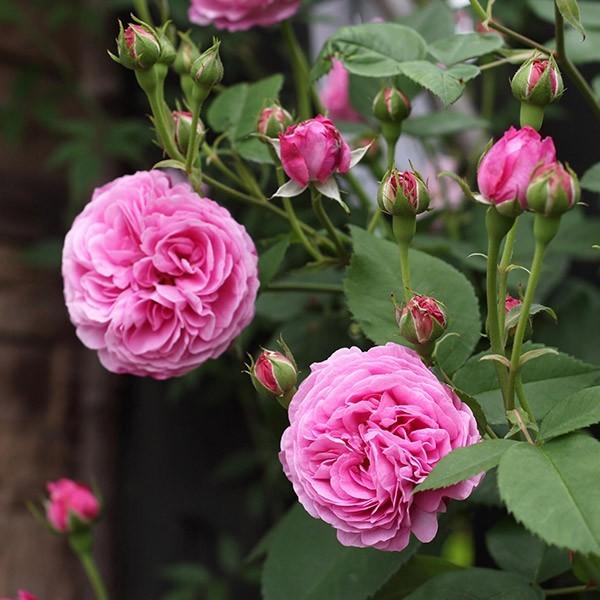 バラ苗 予約新苗 2026 ルイーズ オディエ Louise Odier 国産ノイバラ台