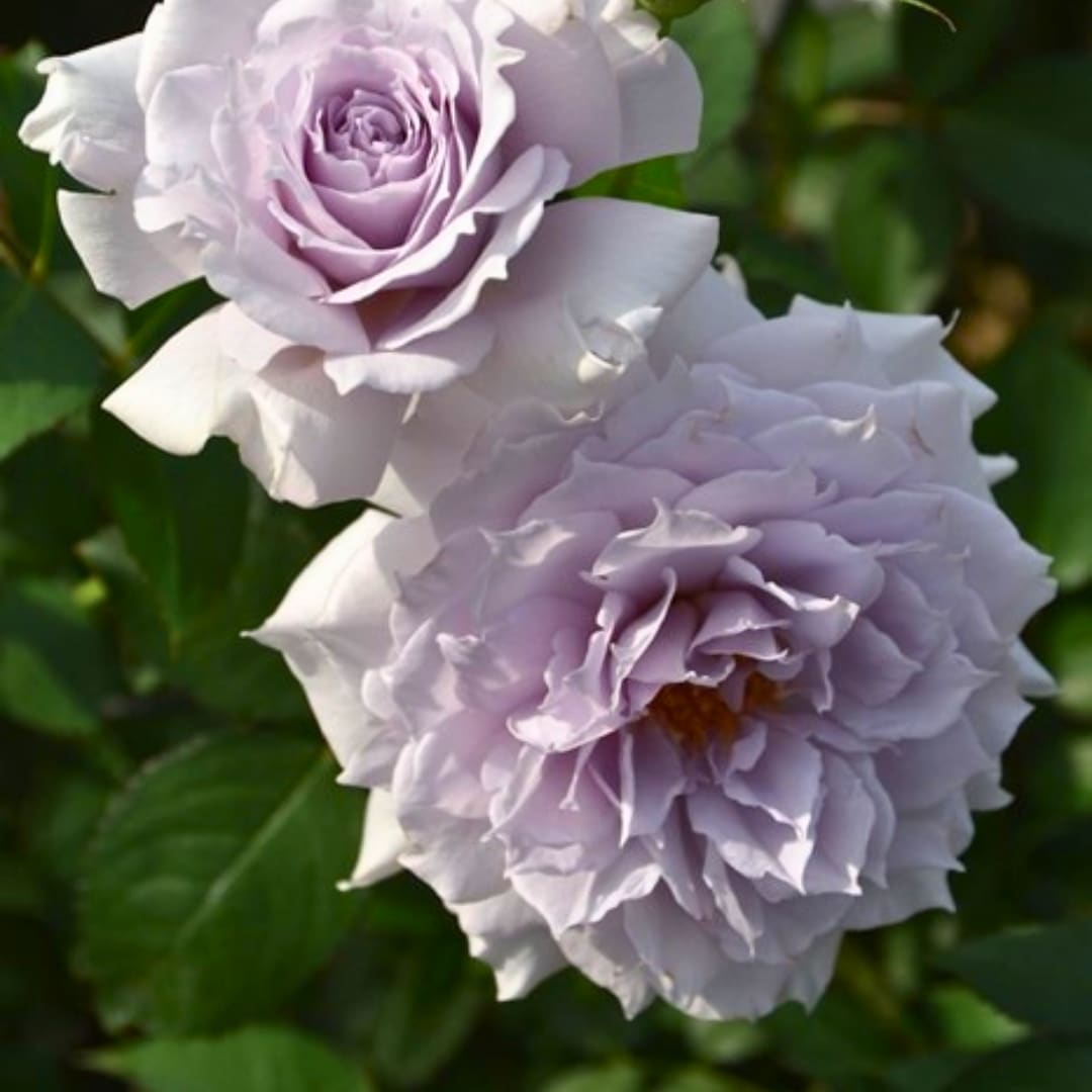 ロサオリエンティスノヴァ　ウンディーネ 送料無料 ウンディーネ 6号鉢大苗予約 鉢植え バラ 薔薇 ロサ