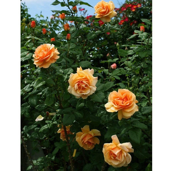 バラ苗 図鑑 ノーウィッチ キャッスル Norwich Castle 国産ノイバラ台