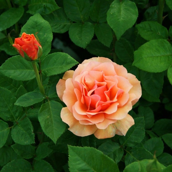 バラ苗 図鑑 ノーウィッチ キャッスル Norwich Castle 国産ノイバラ台