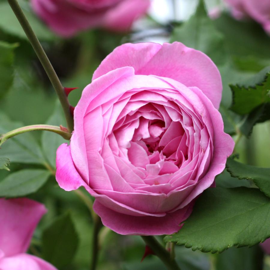 バラ苗 予約新苗 2026 レーン ヴィクトリア Reine Victoria 国産