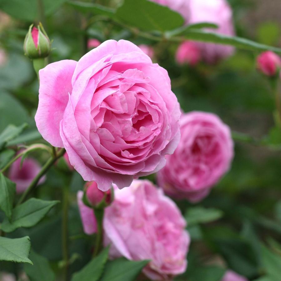 バラ苗 予約新苗 2026 レーン ヴィクトリア Reine Victoria 国産