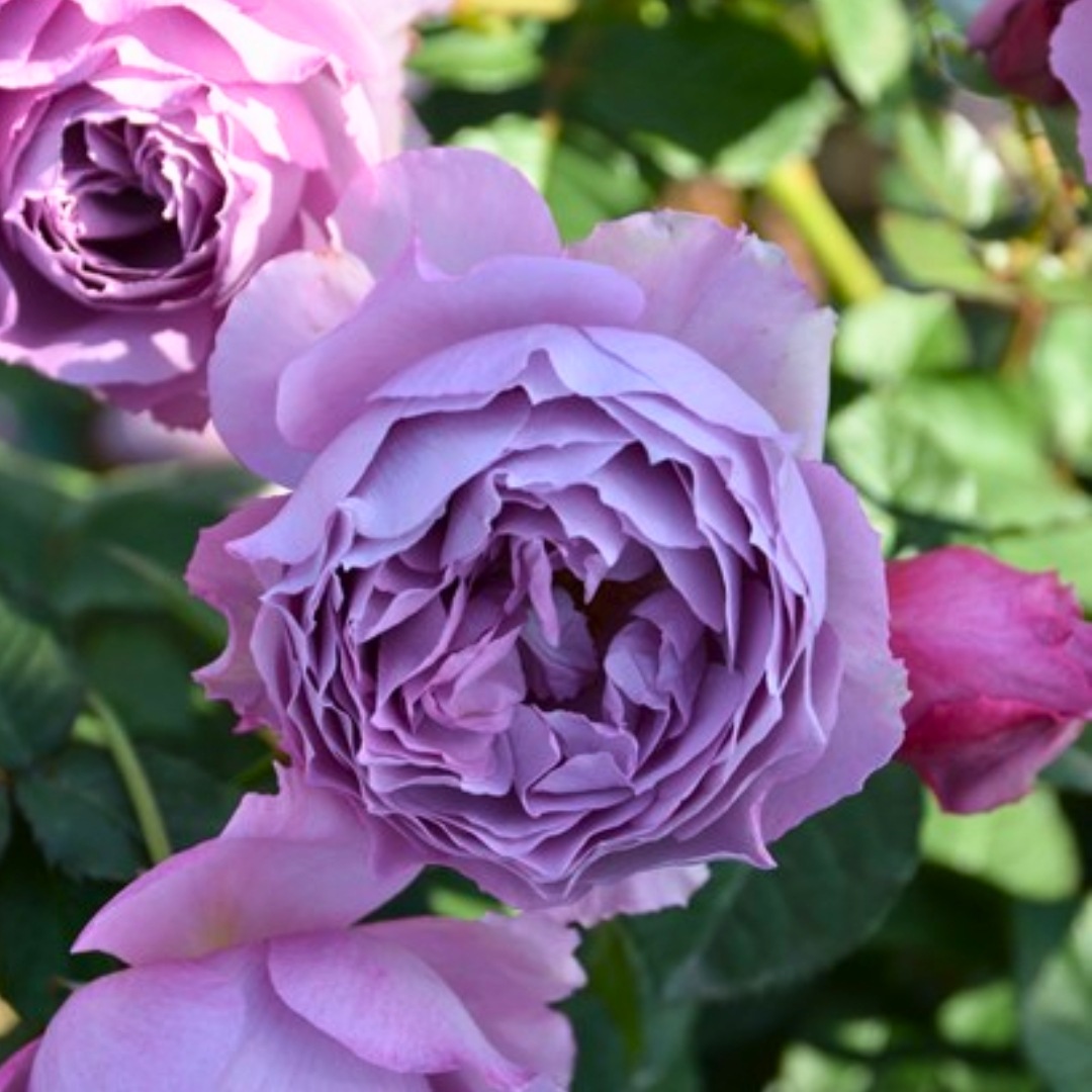 1_000000004762.jpg?1755157114