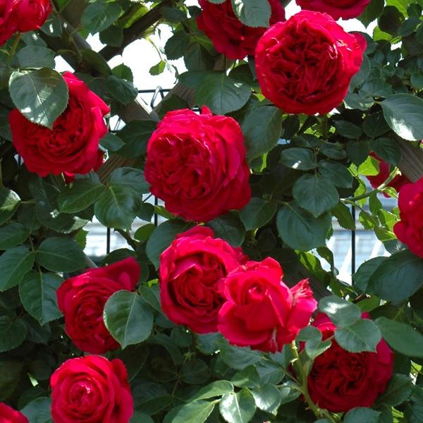 レッドピエールドゥロンサール薔薇苗木【お問い合わせ窓口です】¥777~ バラ苗 予約大苗 2027 ルージュ ピエール ドゥ ロンサール Rouge