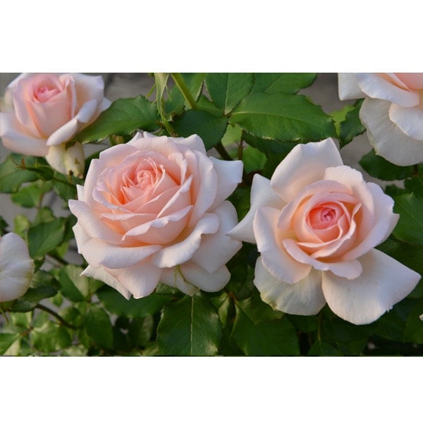 バラ苗 図鑑 キャンドス ビューティー Chandos Beauty 国産ノイバラ台