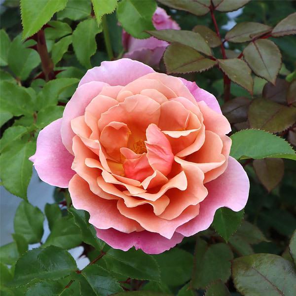 バラ苗 予約大苗 2026 ピンク ビンテージ Pink Vintage 国産ノイバラ台