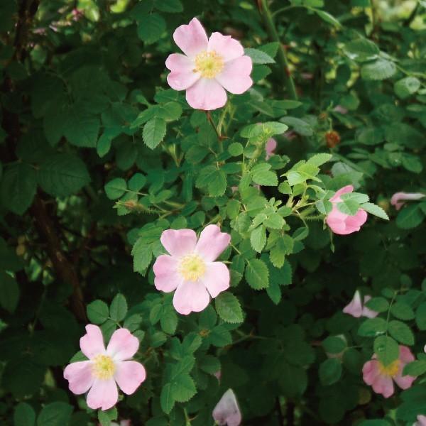 バラ苗 予約新苗 2026 ロサ カニーナ Rosa canina 国産ノイバラ台木