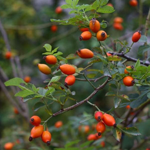 バラ苗 予約新苗 2026 ロサ カニーナ Rosa canina 国産ノイバラ台木