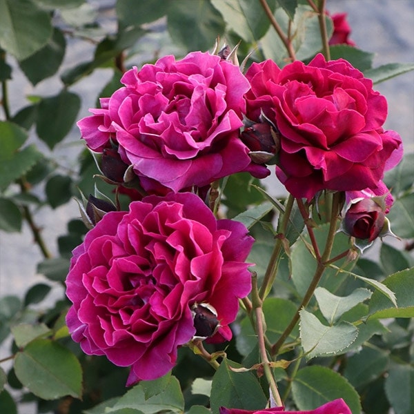 ❀ご購入前にコメントお願い致します❀ バラ　苗　ak 楽天市場】【まもなく締め切り】予約販売 バラ 苗 バラ 新苗