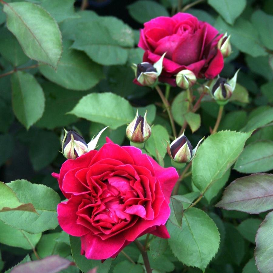 バラ苗 予約新苗 2026 オデュッセイア 国産ノイバラ台木使用