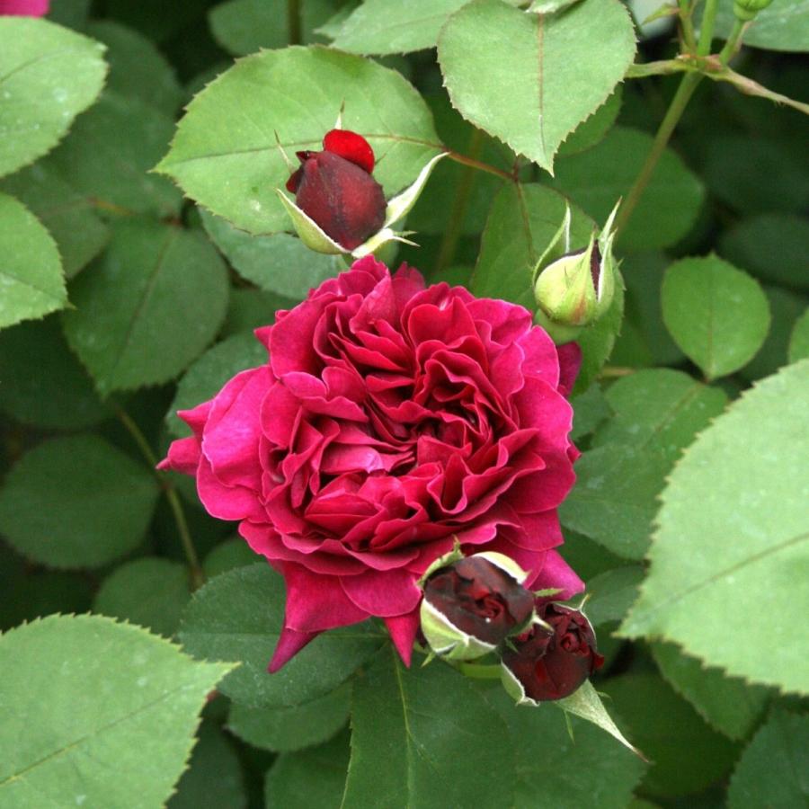 バラ苗 予約新苗 2026 オデュッセイア 国産ノイバラ台木使用 | 予約新