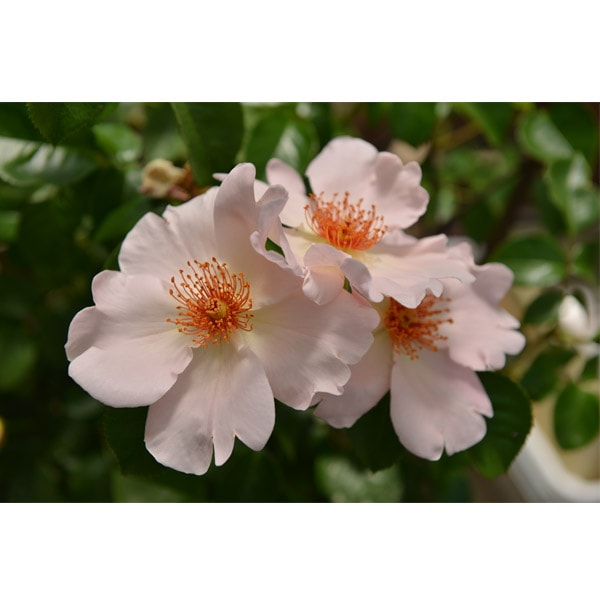 バラ苗 図鑑 シンプル ライフ The simple Life 国産ノイバラ台木使用