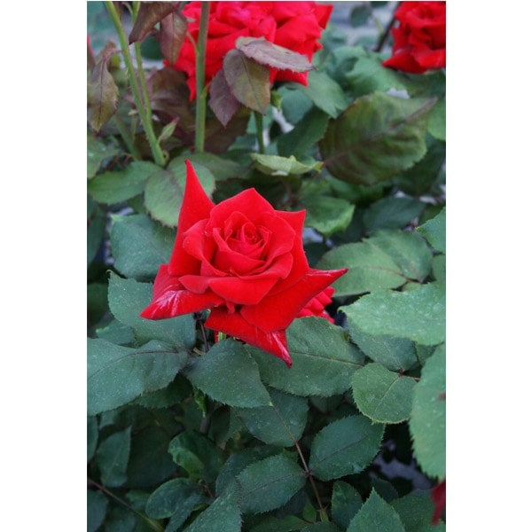 バラ苗 図鑑 ローズ オオサカ Rose Osaka 国産ノイバラ台木使用