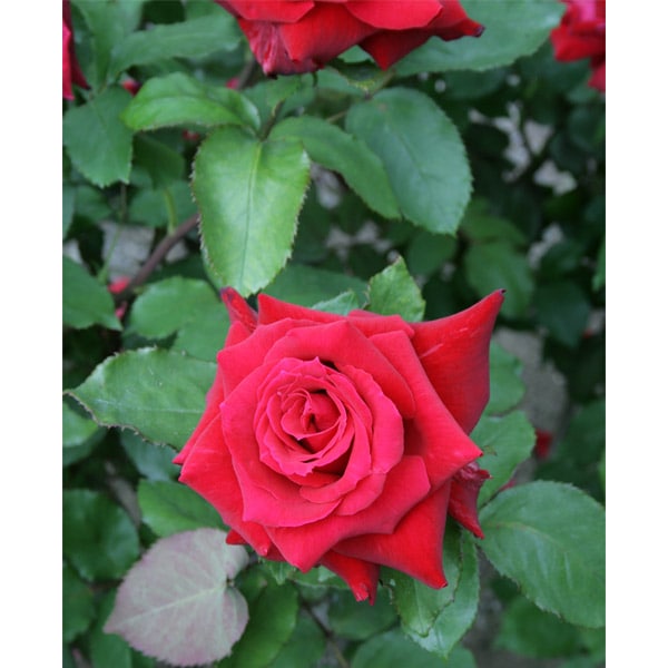 バラ苗 図鑑 ローズ オオサカ Rose Osaka 国産ノイバラ台木使用