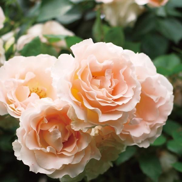 バラ苗 大苗 2026 ロココ Rokoko 国産ノイバラ台木使用 | 大苗 2026