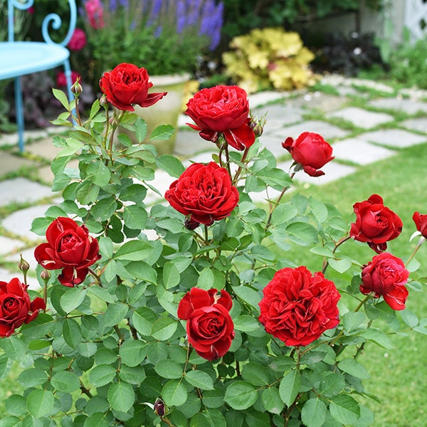 【レア@1380】メリディアン(大苗) レア@1380】メリディアン(大苗)