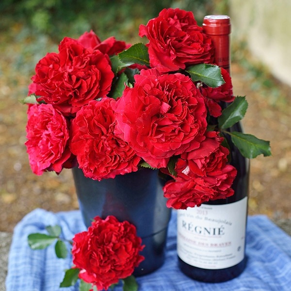 美苗シルエット大苗 美苗シルエット大苗