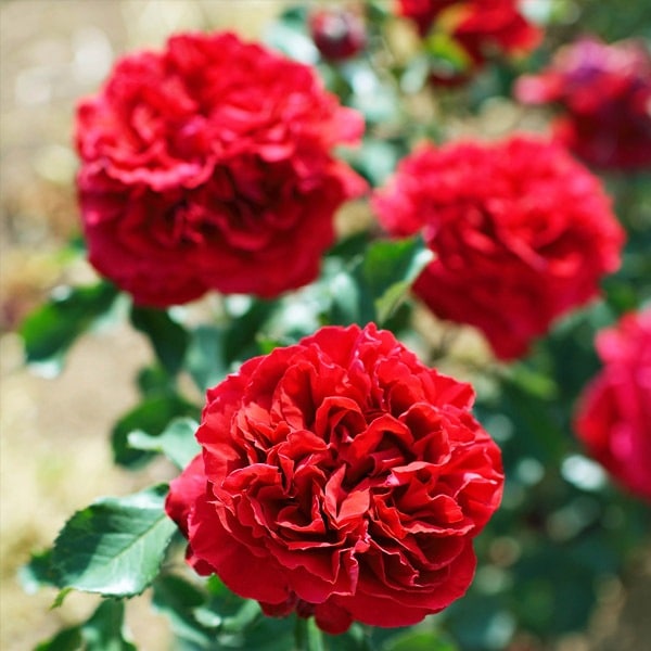 バラ苗 予約大苗 2026 ベル ドゥ レニエ Belle de Regnie 国産ノイバラ