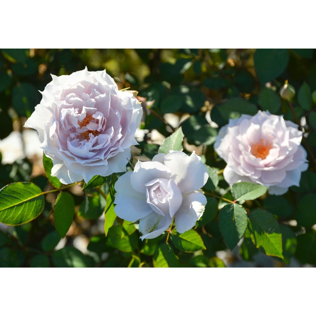 Noelさま専用 バラ苗3品 バラ苗 予約新苗 2026 ザ セレスティアル The Celestial 国産