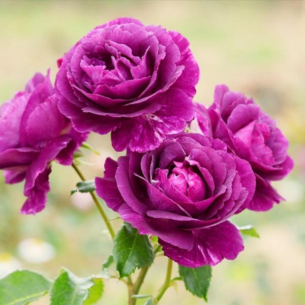 バラ苗 大苗 2026 ミステリューズ Mystérieuse 国産ノイバラ台木使用