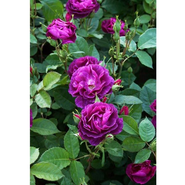 ♡12/16まで【バラ「超」大苗】ミステリューズ　仏ドリュ社 dr-misuteryu-zu-1.jpg