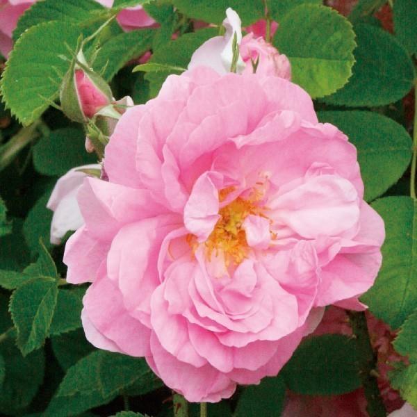 バラ苗 予約新苗 2026 ロサ ダマスケナ Rosa × damascena 国産ノイバラ