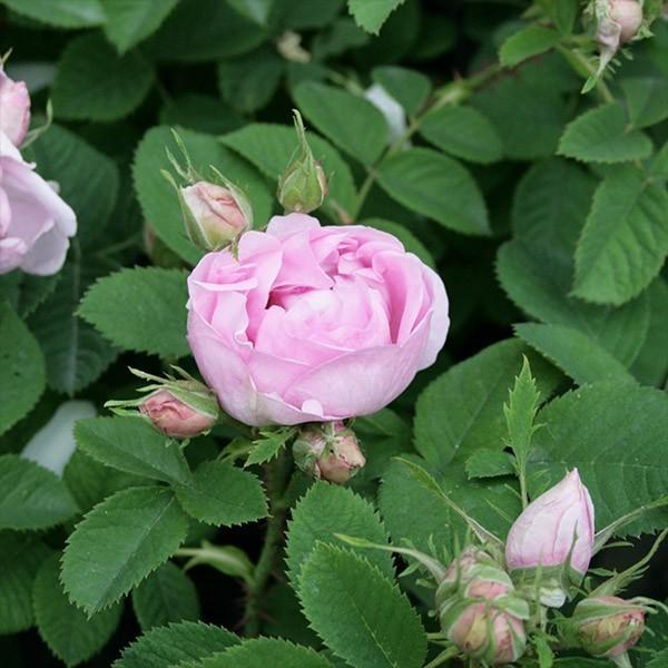 バラ苗 予約新苗 2026 ロサ ダマスケナ Rosa × damascena 国産ノイバラ