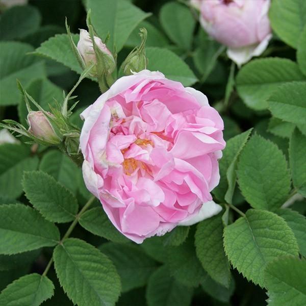 ワンコ　バラ苗 バラ苗 長尺苗 つる ローズうらら Urara Climbing つるバラ | 長