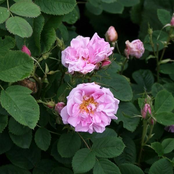 バラ苗 予約新苗 2026 ロサ ダマスケナ Rosa × damascena 国産ノイバラ