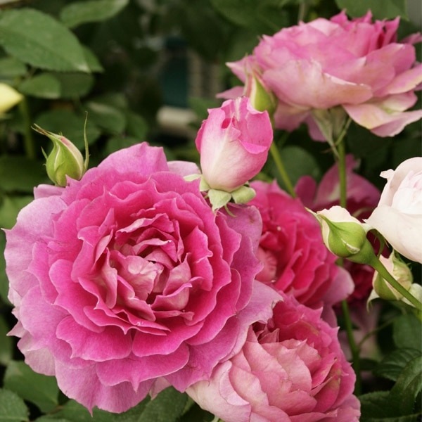 1_000000004765.jpg?1755157407