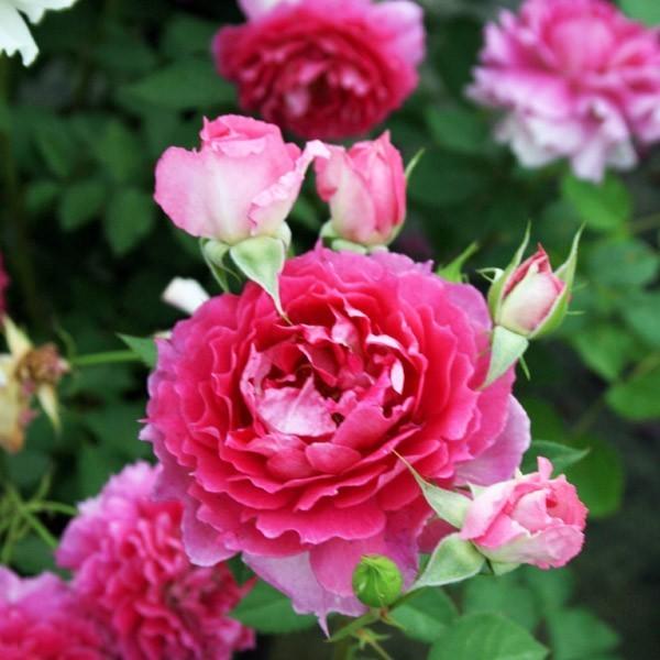 バラ苗 予約新苗 2026 シェエラザード Sheherazad 国産ノイバラ台木