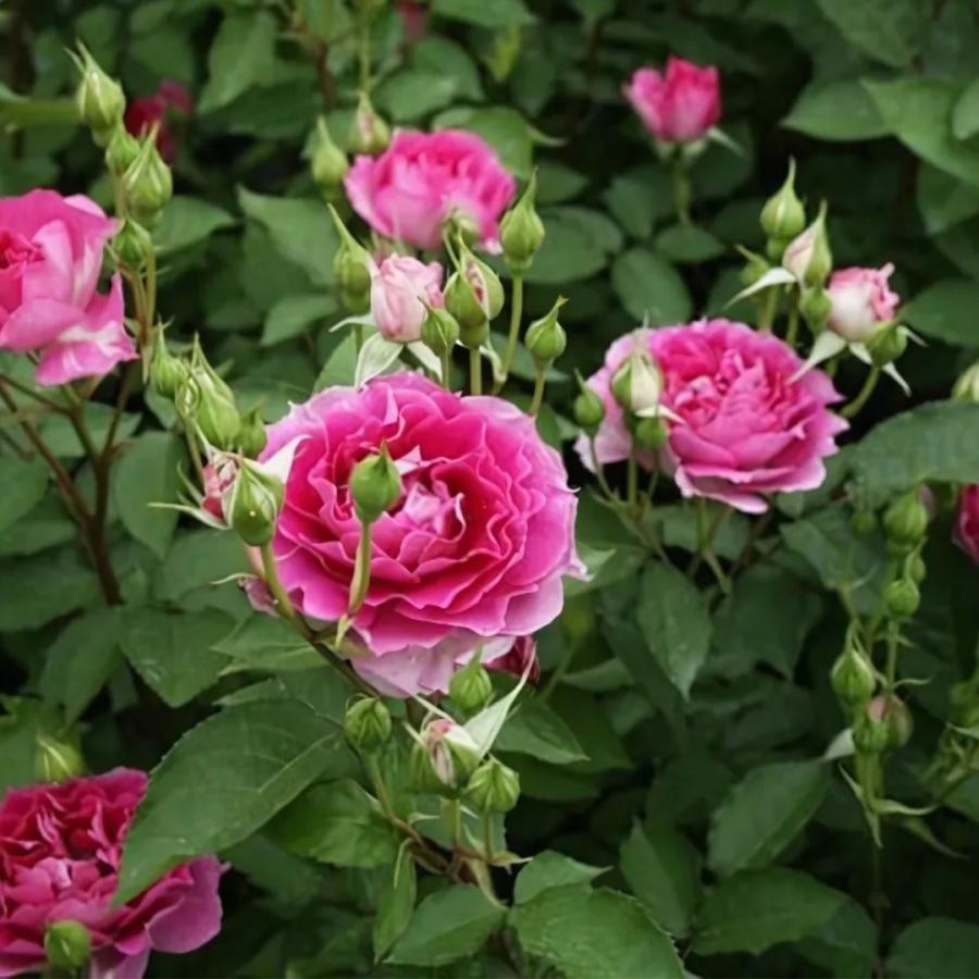 バラ苗 予約新苗 2026 シェエラザード Sheherazad 国産ノイバラ台木