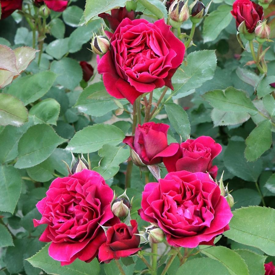 ￼￼オデュッセイア接木大苗　8号鉢付き　バラ苗 バラ6寸大苗「オデュッセイア」 - LittleAntiqueGarden～リトル