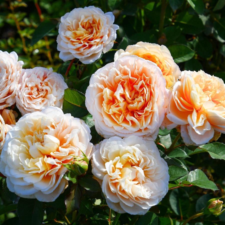 バラ苗 予約大苗 2026 エクリュ Ecru 国産ノイバラ台木使用 | 予約大苗