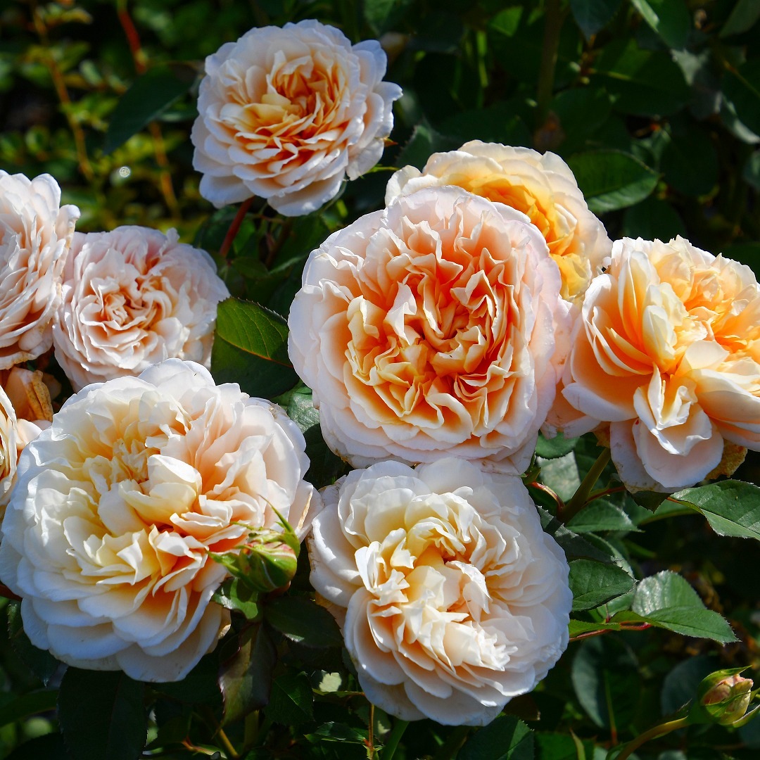 バラ大苗 バラ苗 予約大苗 2026 エクリュ Ecru 国産ノイバラ台木使用 | 予約大苗