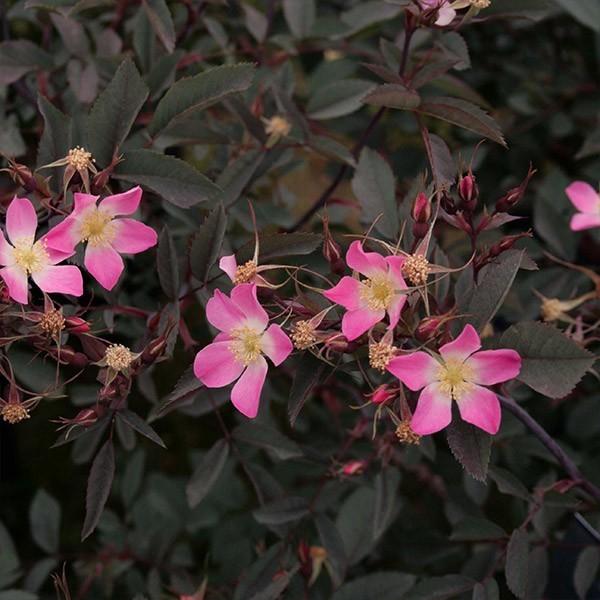 バラ苗 予約新苗 2026 ロサ ルブリフォリア Rosa rubrifolia 国産