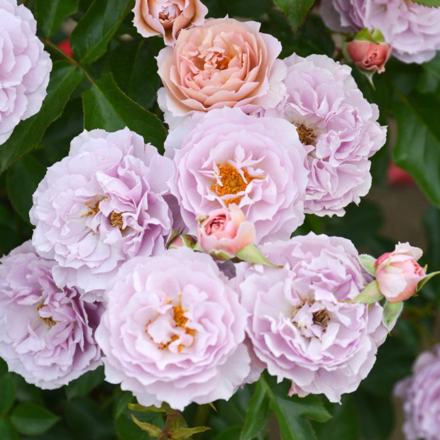 バラ苗 予約新苗 2026 シャーウッド Sherwood 国産ノイバラ台木使用