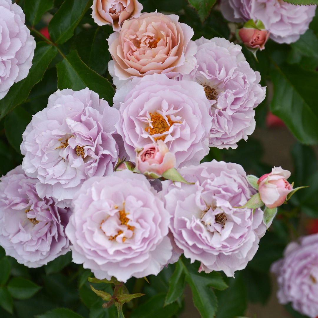 バラ苗 予約新苗 2026 シャーウッド Sherwood 国産ノイバラ台木使用