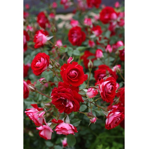 バラ苗 図鑑 ショートケーキ Shortcake 国産ノイバラ台木使用 | 系統