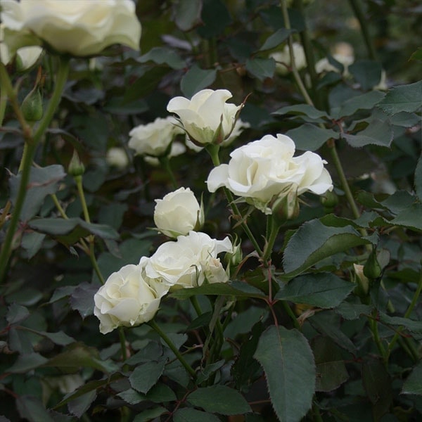 バラ苗 図鑑 緑光 Ryokkoh 国産ノイバラ台木使用 | 系統から探す