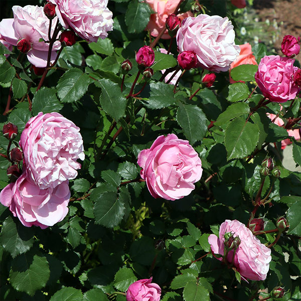 ♡NICO様♡ご予約　バラ苗 ♡NICO様♡ご予約 バラ苗 ♡NICO様♡ご予約 バラ苗