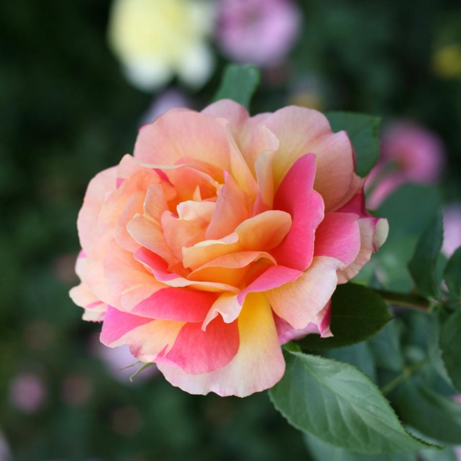 コメント下さい✦バラ苗✦予約苗✦ꕥ。.ꕤ‿ꕤ.。 バラ苗 予約大苗 2026 恋いづな Koiizuna 国産ノイバラ台木使用 | 予約