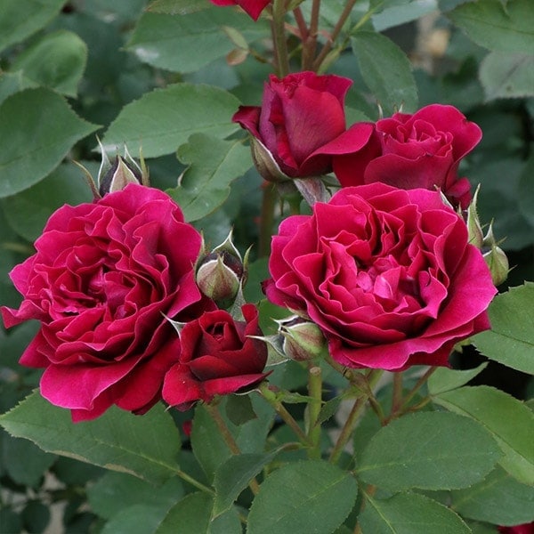 バラ苗 予約大苗 2026 オデュッセイア 国産ノイバラ台木使用 | 予約