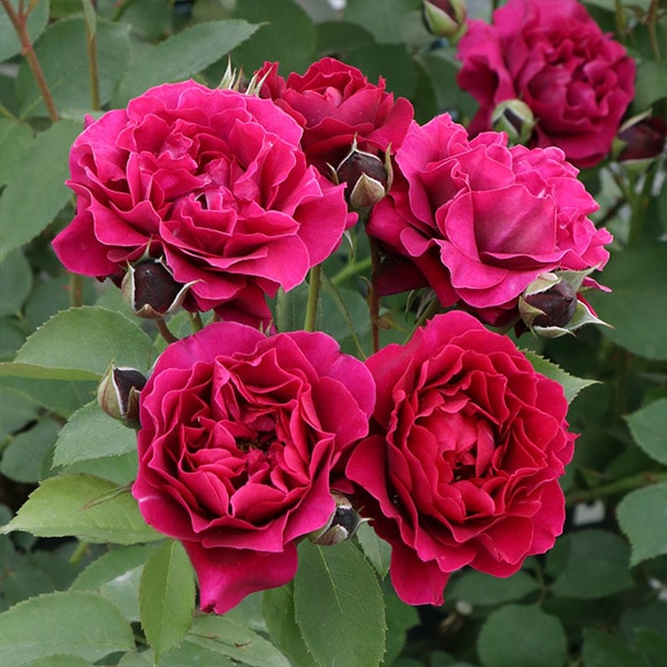 バラ苗 予約大苗 2026 オデュッセイア 国産ノイバラ台木使用 | 予約