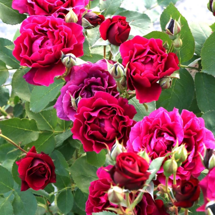 バラ苗 予約大苗 2026 オデュッセイア 国産ノイバラ台木使用 | 予約