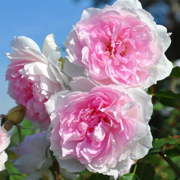 バラ苗 予約新苗 2026 シャリマー Shalimar 国産ノイバラ台木使用