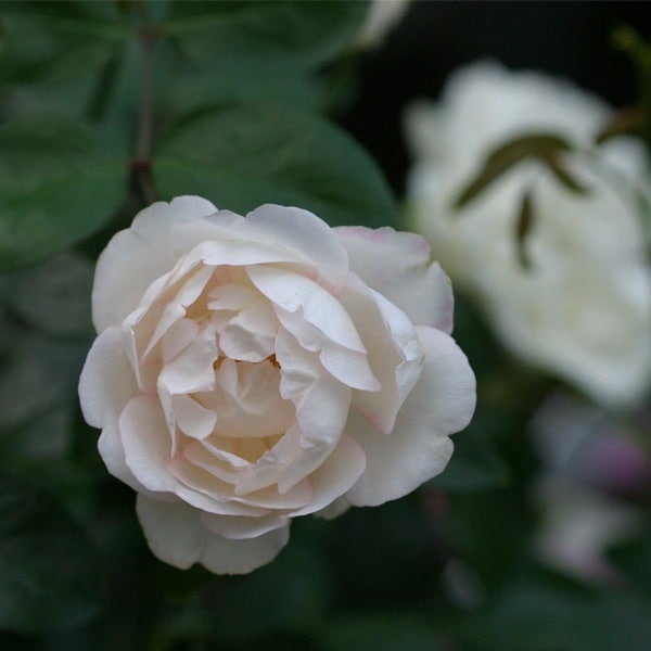 バラ苗 図鑑 ベラ ワイス Bella Weiss 国産ノイバラ台木使用 | 系統